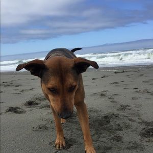 Meet your Posher, Shelby